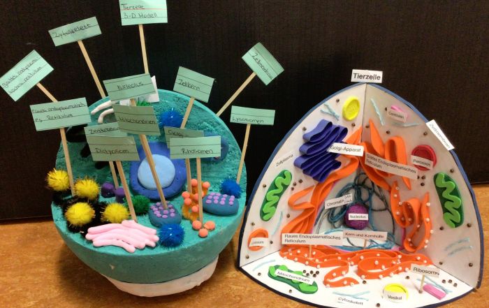 Auf diesem Foto sieht man zwei verschiedene Modelle einer tierischen Zelle.