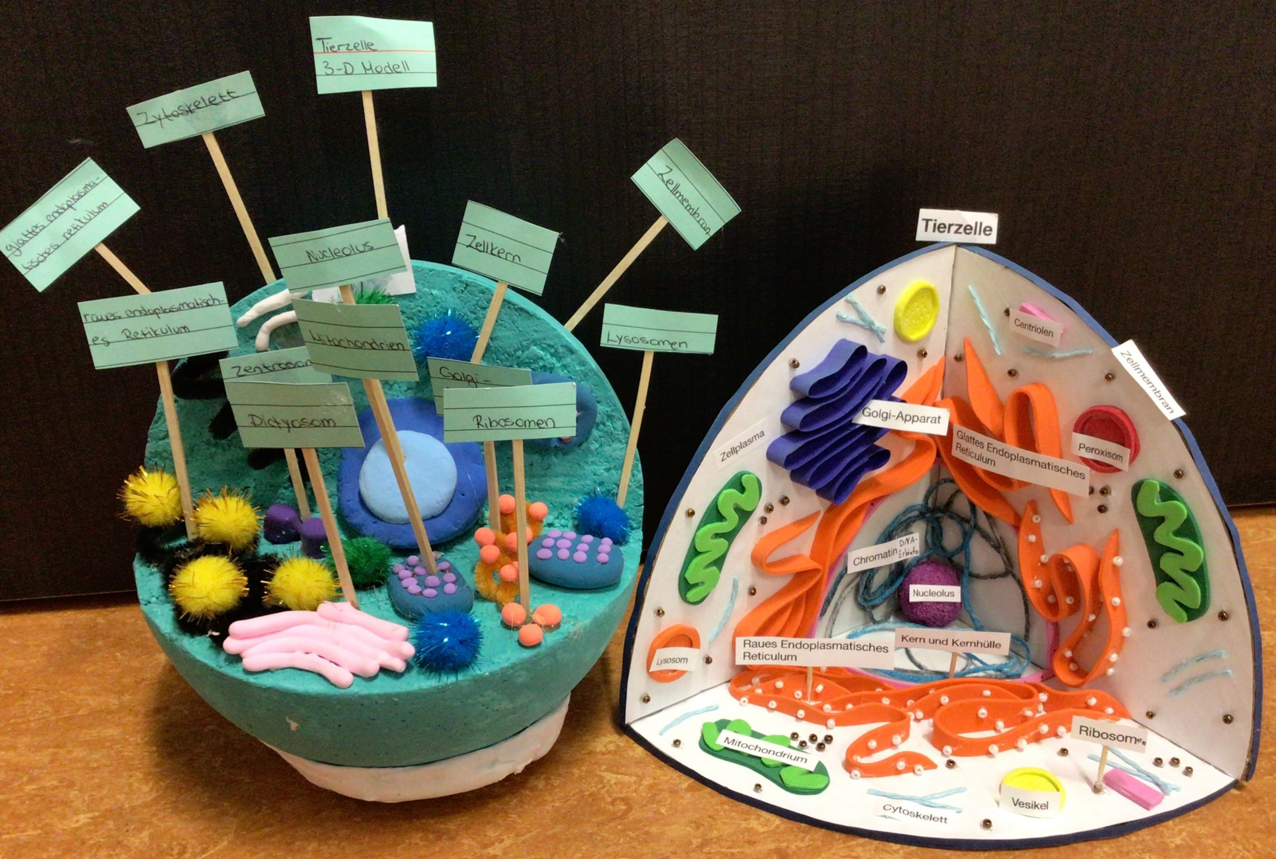 Auf diesem Foto sieht man zwei verschiedene Modelle einer tierischen Zelle.