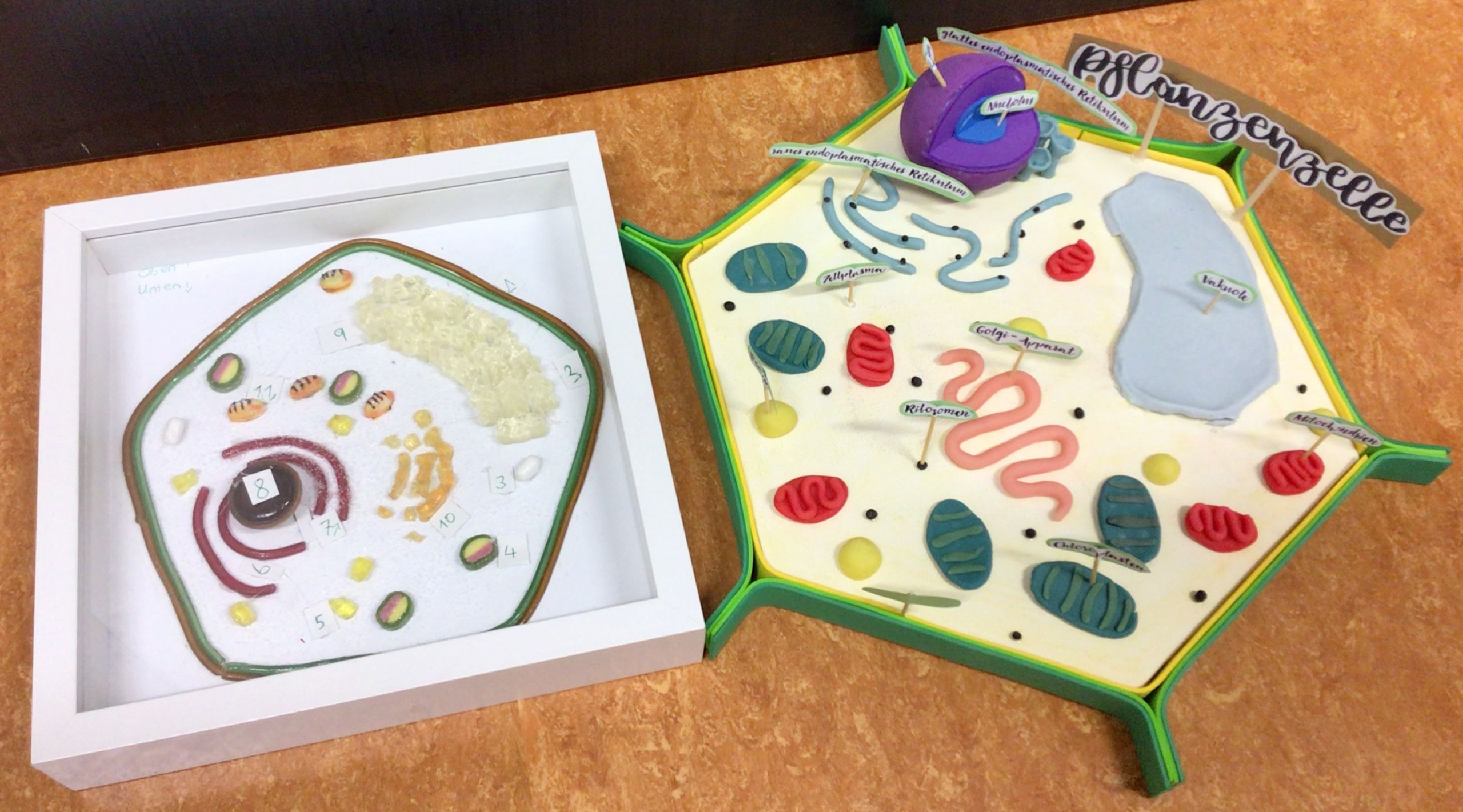 Auf diesem Foto sieht man zwei verschiedene Modelle einer pflanzlichen Zelle.