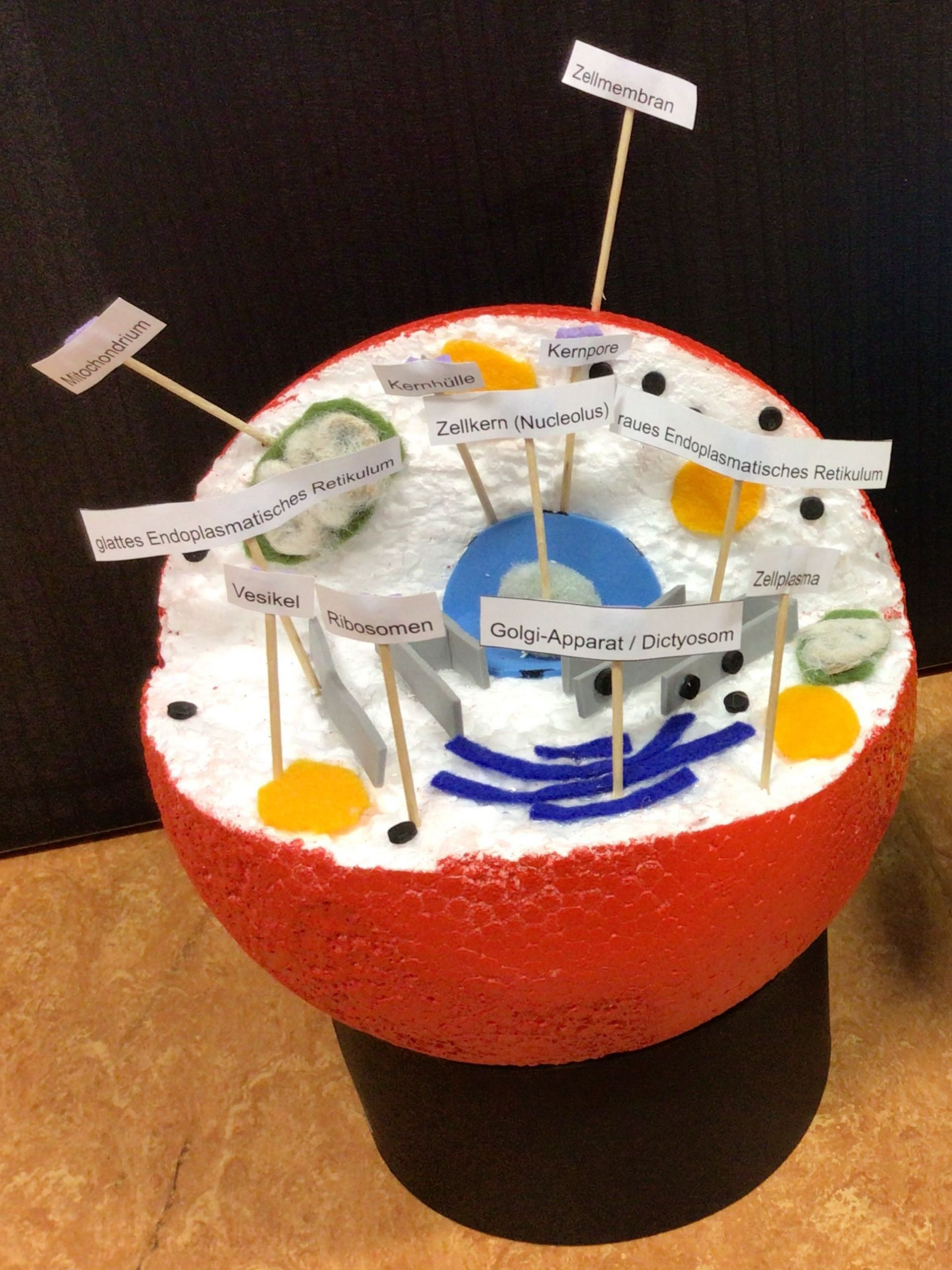 Auf diesem Bild sieht man das Modell einer tierischen Zelle.