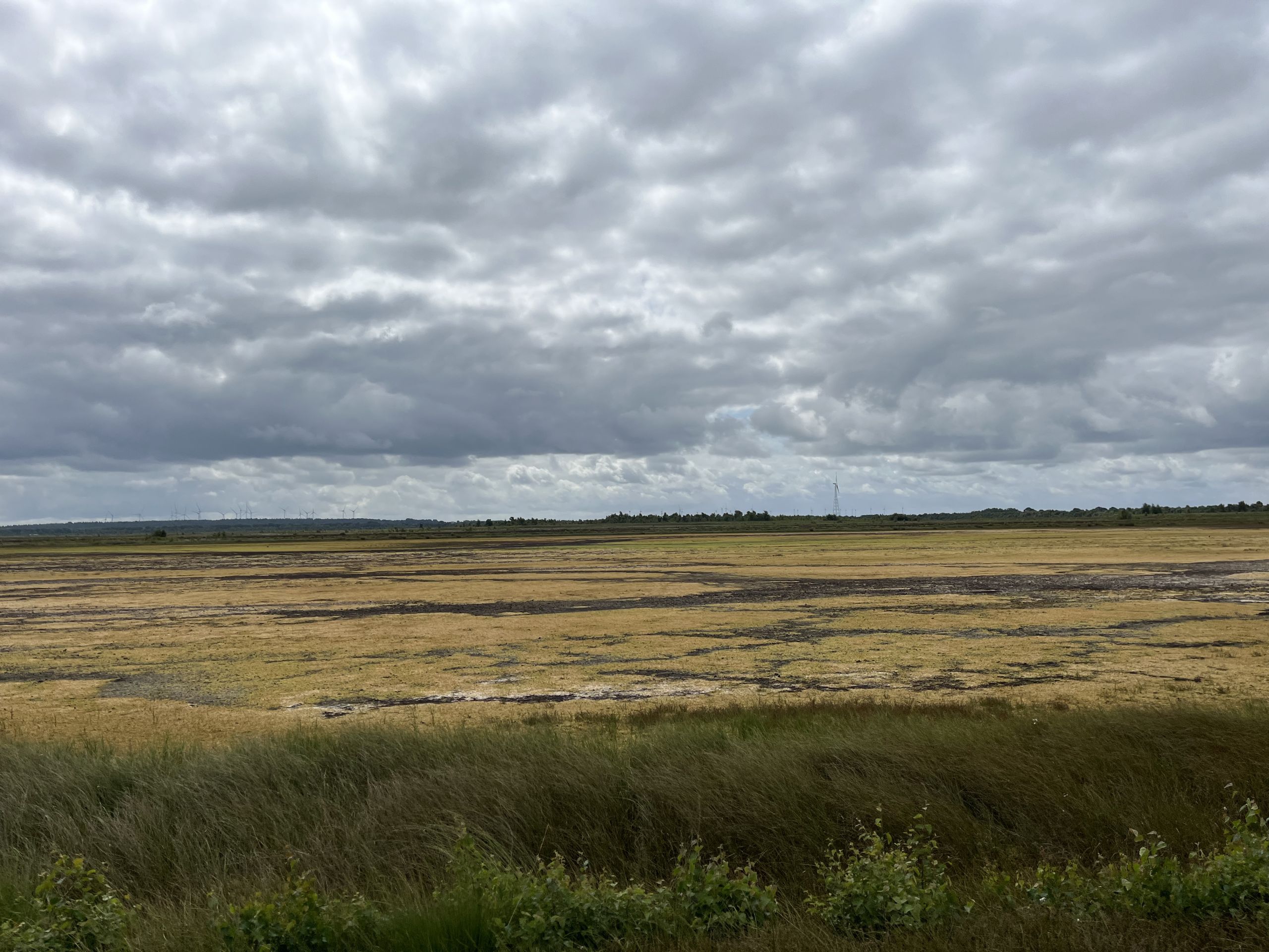 Moorlandschaft während einer Exkursion der Nachhaltigkeitsakademie 2026
